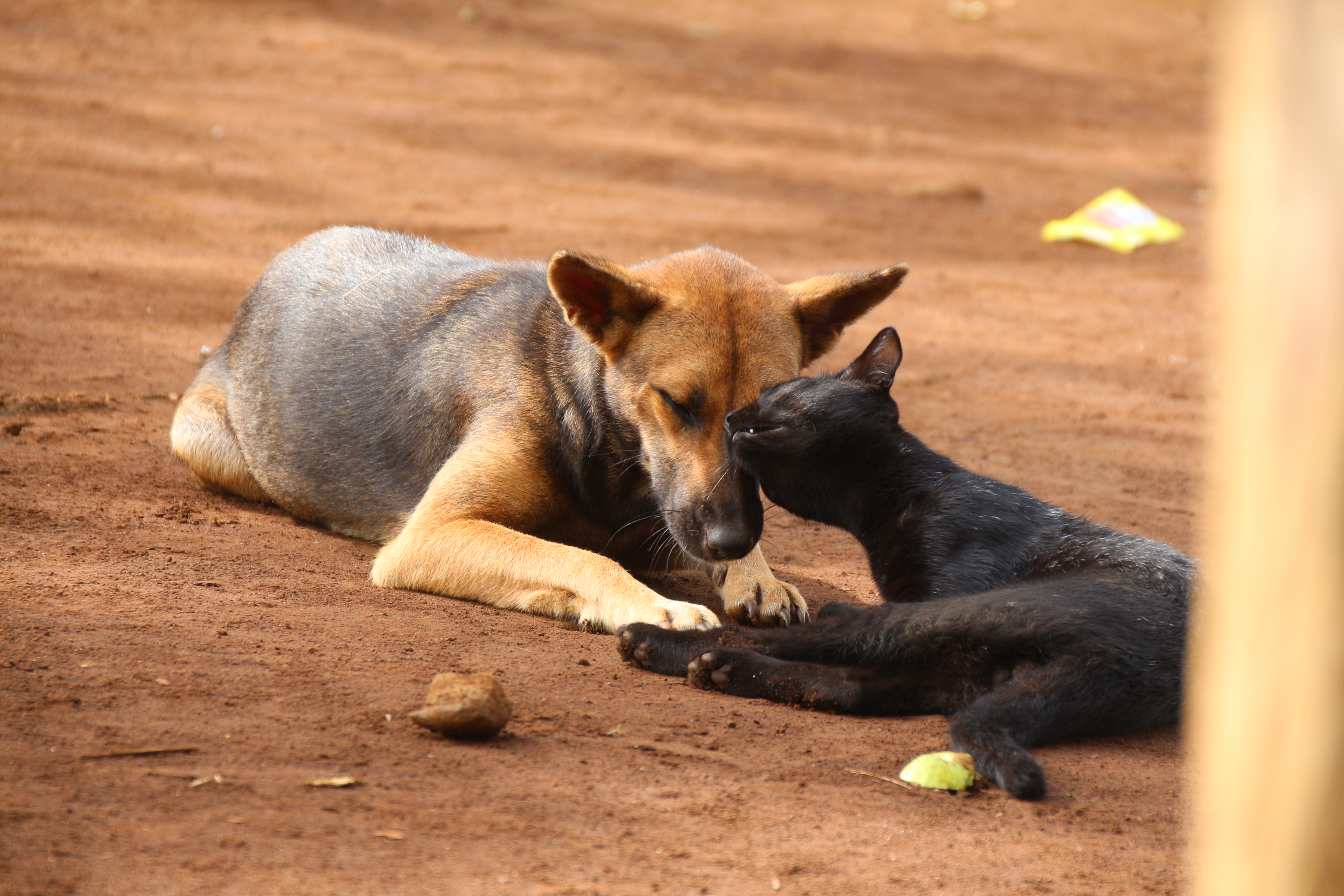 Shit you would even see Dogs and cats getting along.