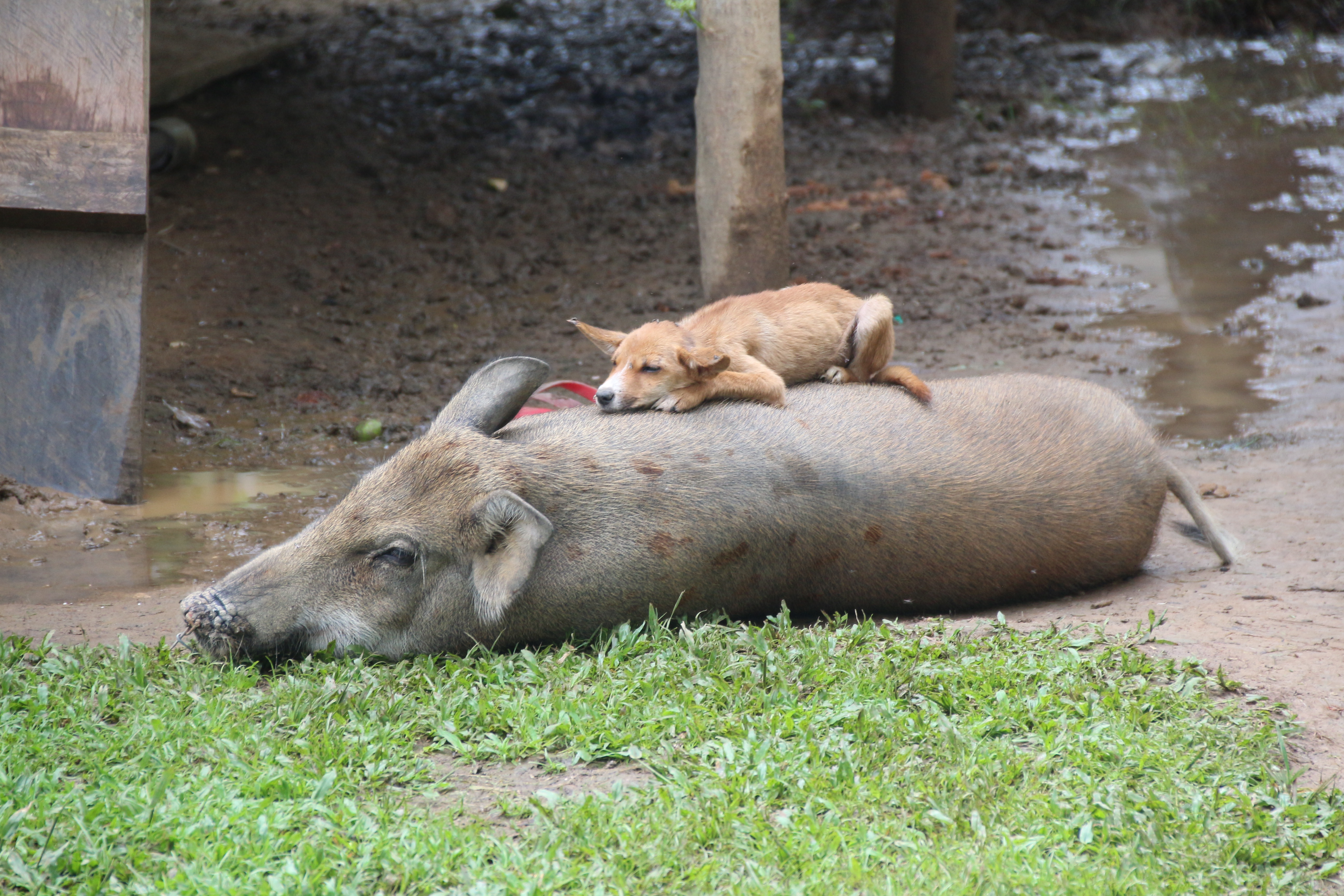 A dog chilling on a pig, lol. 